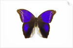 Owl Butterfly in Brassolidae family Eryphanis aesacus from El Salvador by Anonymous