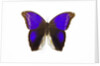 Owl Butterfly in Brassolidae family Eryphanis aesacus from El Salvador by Anonymous