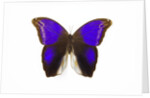 Owl Butterfly in Brassolidae family Eryphanis aesacus from El Salvador by Anonymous