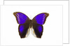 Owl Butterfly in Brassolidae family Eryphanis aesacus from El Salvador by Anonymous
