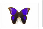 Owl Butterfly in Brassolidae family Eryphanis aesacus from El Salvador by Anonymous