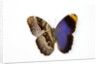 Owl Butterfly, Caligo atreus from Columbia showing half top side & other bottom camo by Anonymous