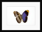 Owl Butterfly, Caligo atreus from Columbia showing half top side & other bottom camo by Anonymous