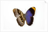 Owl Butterfly, Caligo atreus from Columbia showing half top side & other bottom camo by Anonymous
