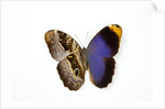 Owl Butterfly, Caligo atreus from Columbia showing half top side & other bottom camo by Anonymous