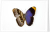 Owl Butterfly, Caligo atreus from Columbia showing half top side & other bottom camo by Anonymous