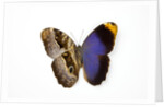 Owl Butterfly, Caligo atreus from Columbia showing half top side & other bottom camo by Anonymous