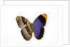 Owl Butterfly, Caligo atreus from Columbia showing half top side & other bottom camo by Anonymous