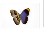 Owl Butterfly, Caligo atreus from Columbia showing half top side & other bottom camo by Anonymous