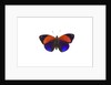 Dotted Glory Butterfly Asterope markii from South America study on White by Anonymous