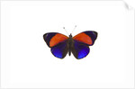 Dotted Glory Butterfly Asterope markii from South America study on White by Anonymous