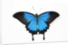 Mountain Blue Swallowtail Butterfly from Australia, Papilio Uysses, male study against white backgro by Anonymous