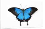 Mountain Blue Swallowtail Butterfly from Australia, Papilio Uysses, male study against white backgro by Anonymous