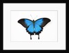 Mountain Blue Swallowtail Butterfly from Australia, Papilio Uysses, male study against white backgro by Anonymous
