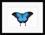 Mountain Blue Swallowtail Butterfly from Australia, Papilio Uysses, male study against white backgro by Anonymous
