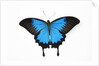 Mountain Blue Swallowtail Butterfly from Australia, Papilio Uysses, male study against white backgro by Anonymous