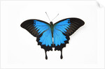 Mountain Blue Swallowtail Butterfly from Australia, Papilio Uysses, male study against white backgro by Anonymous