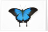 Mountain Blue Swallowtail Butterfly from Australia, Papilio Uysses, male study against white backgro by Anonymous