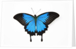 Mountain Blue Swallowtail Butterfly from Australia, Papilio Uysses, male study against white backgro by Anonymous