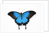 Mountain Blue Swallowtail Butterfly from Australia, Papilio Uysses, male study against white backgro by Anonymous