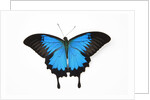 Mountain Blue Swallowtail Butterfly from Australia, Papilio Uysses, male study against white backgro by Anonymous