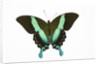 Peacock swallowtailed butterfly Papilio blumei study against white background by Anonymous