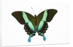 Peacock swallowtailed butterfly Papilio blumei study against white background by Anonymous
