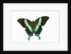 Peacock swallowtailed butterfly Papilio blumei study against white background by Anonymous