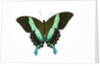 Peacock swallowtailed butterfly Papilio blumei study against white background by Anonymous