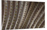 The beautiful wing feathers of Argus Phesant by Anonymous