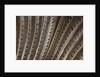 The beautiful wing feathers of Argus Phesant by Anonymous