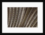 The beautiful wing feathers of Argus Phesant by Anonymous