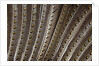 The beautiful wing feathers of Argus Phesant by Anonymous