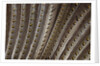 The beautiful wing feathers of Argus Phesant by Anonymous