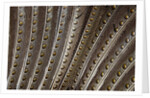 The beautiful wing feathers of Argus Phesant by Anonymous