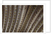 The beautiful wing feathers of Argus Phesant by Anonymous