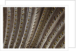 The beautiful wing feathers of Argus Phesant by Anonymous