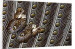 Owl Butterfly, Caligo from South American on Spotted Wing Feather of Argus Phesant by Anonymous