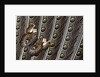 Owl Butterfly, Caligo from South American on Spotted Wing Feather of Argus Phesant by Anonymous