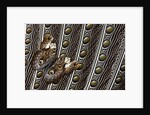 Owl Butterfly, Caligo from South American on Spotted Wing Feather of Argus Phesant by Anonymous