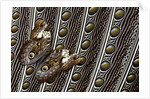 Owl Butterfly, Caligo from South American on Spotted Wing Feather of Argus Phesant by Anonymous