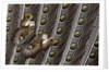 Owl Butterfly, Caligo from South American on Spotted Wing Feather of Argus Phesant by Anonymous