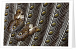 Owl Butterfly, Caligo from South American on Spotted Wing Feather of Argus Phesant by Anonymous