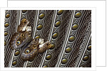 Owl Butterfly, Caligo from South American on Spotted Wing Feather of Argus Phesant by Anonymous