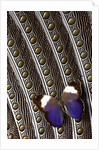 Owl Butterfly from Argentina on Wing Feathers of Argus Pheasant by Anonymous