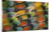 Tail feather design and pattern of many varities of Lovebirds by Anonymous