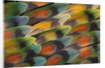 Tail feather design and pattern of many varities of Lovebirds by Anonymous