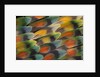 Tail feather design and pattern of many varities of Lovebirds by Anonymous