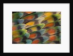 Tail feather design and pattern of many varities of Lovebirds by Anonymous