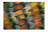 Tail feather design and pattern of many varities of Lovebirds by Anonymous